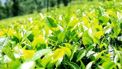 The tea leaves are swaying in the wind in front of a bright sun Stock Footage 76414545