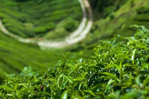 Tea leaves with blurred background Stock Photos