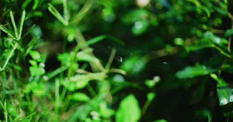 Tea Leaves at BOH Tea Plantations in The Cameron Highlands, Malaysia Stock Footage 146765276