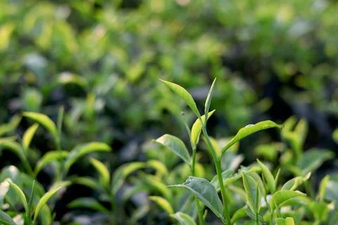 Tea Leaves Close Up with Soft Background Stock Photos