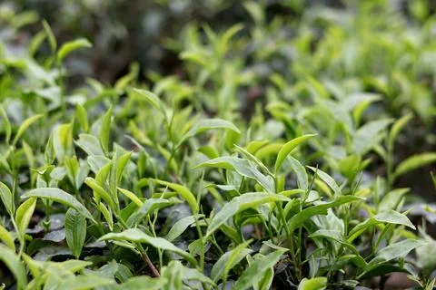 Tea Leaves Close Up with Soft Bokeh Nature Background Stock Photos