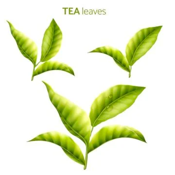 Tea leaves collection 스톡 일러스트