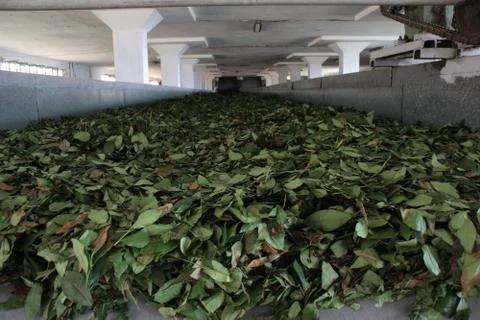 Tea leaves on conveyor belt Stock Photos