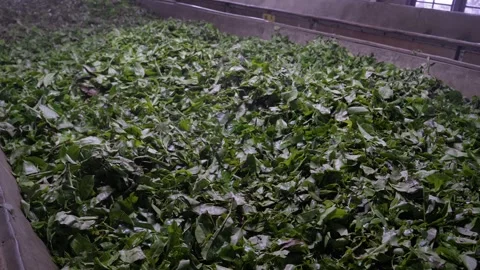 Tea leaves drying on a conveyor belt in a tea factory Stock Footage 308109232
