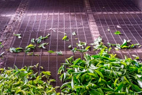 Tea leaves drying Stock Photos