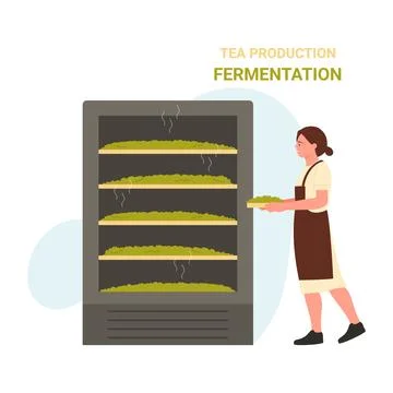 Tea leaves fermentation process Stock Illustration