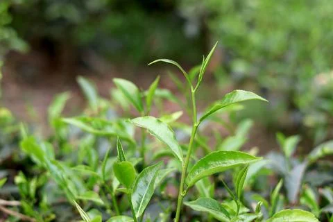 Tea Leaves in Field with Soft Light and Blurred Background Stock Photos