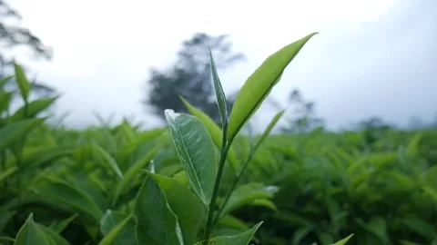 Tea leaves Video stock 170184276