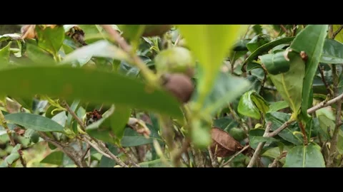 Tea leaves Stock Footage 277863929