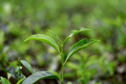 Tea Leaves Growing with Soft Focus Background Nature View Stock Photos
