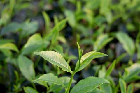 Tea Leaves Growing Under Sunlight Stock Photos