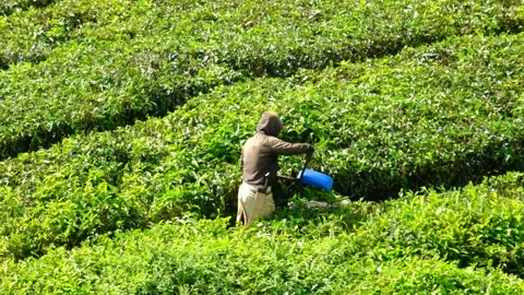 Tea leaves harvesting Stock Footage 258846132