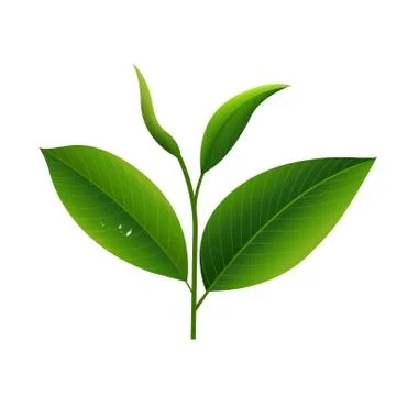 Tea Leaves Stock Illustration