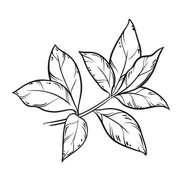 Tea leaves isolated Stock Illustration