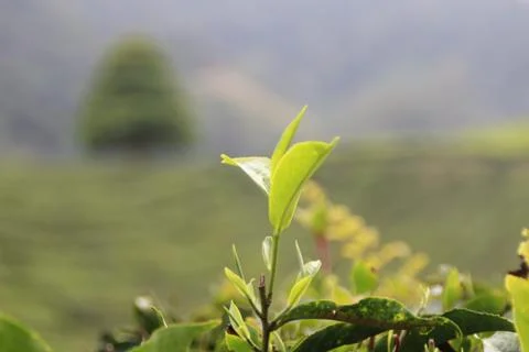 Tea leaves with one tree on the tea farm background Foto stock