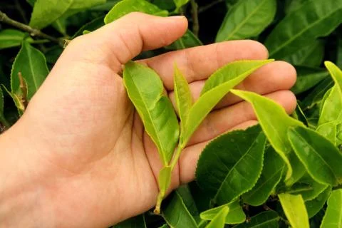 Tea leaves in palm Stock Photos