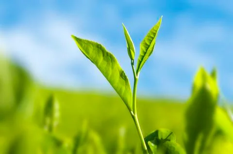 Tea leaves. Stock Photos