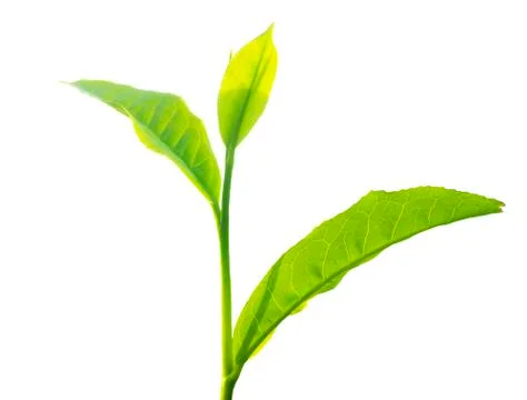 Tea leaves Stock Photos