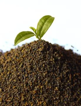 Tea Leaves Stock Photos