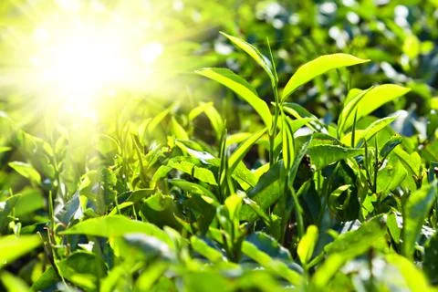 Tea leaves Stock Photos