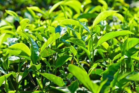 Tea leaves Stock Photos