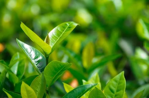 Tea  leaves Stock-Fotos