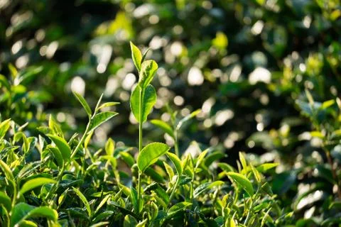 Tea leaves Stock Photos