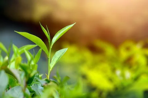 Tea leaves Fotos de archivo