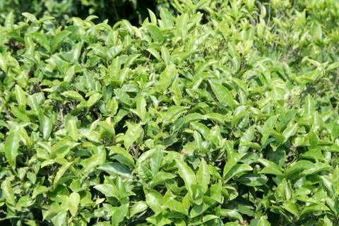 Tea Leaves Stock Photos