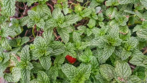 Tea leaves Stock Photos