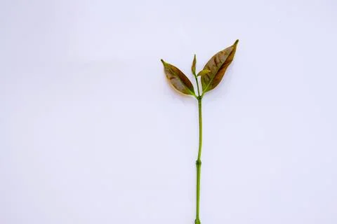 Tea leaves Stock Photos
