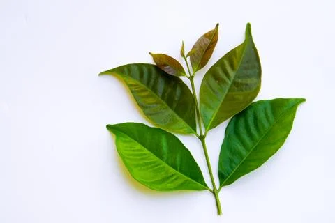 Tea leaves Stock Photos