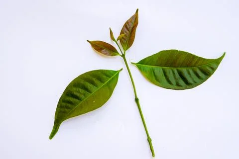 Tea leaves Stock Photos
