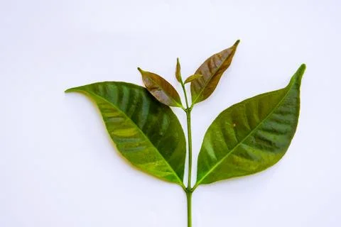 Tea leaves Stock Photos