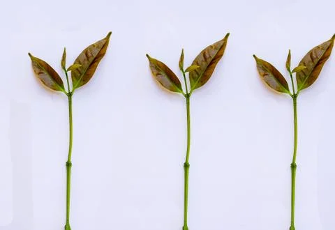 Tea leaves Stock Photos