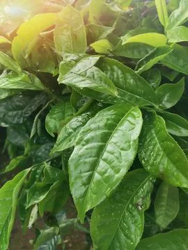 Tea leaves Stock Photos