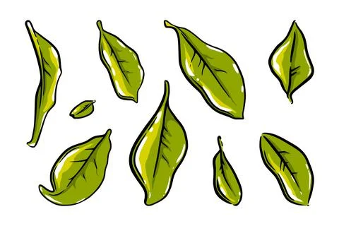 Tea leaves set. Isolated colored sketches of ceylon or indian tea leaves. Vector Stock Illustration