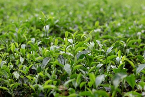 Tea Leaves with Smooth Background Blur Nature Concept Stock Photos