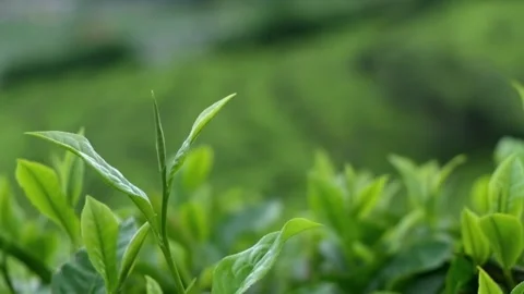 Tea leaves sway gently in the wind Stock Footage 274496749