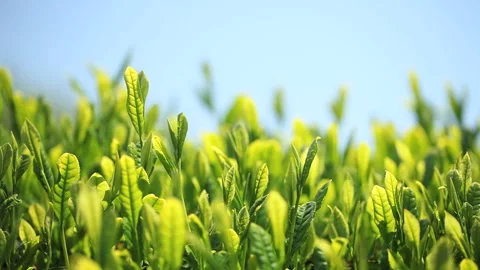Tea Leaves Swaying in the Wind Stock Footage 332015295