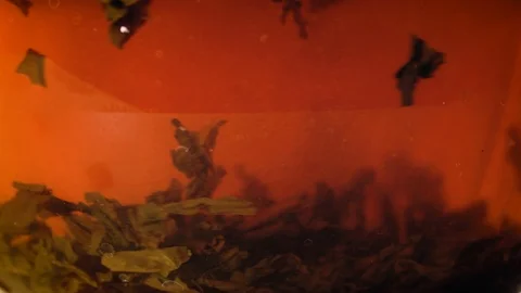 Tea leaves in a teapot 動画素材 112398733