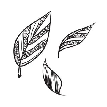 Tea leaves vector hand drawn illustration. Tea leaves icon. Stock Illustration