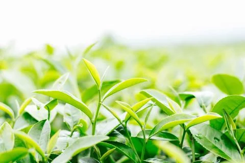 Tea leaves with white sky. Stock Photos