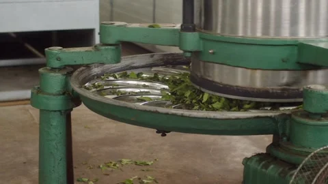 Tea making process in a factory. Working of rolling machine with fresh green tea Stock Footage 263700956
