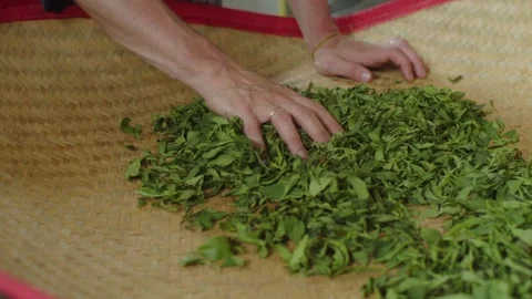 Tea making process in a small factory. Fresh tea in bamboo basket. Production of Video stock 263406364
