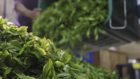 Tea manufacturing process Stock Footage 236108807