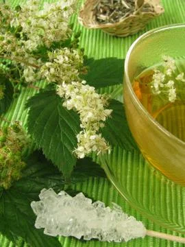 Tea with meadowsweet Stock Photos