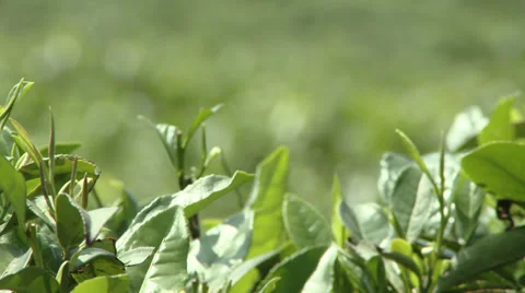 Tea Mountain Focus Pull Stock Footage 33733835