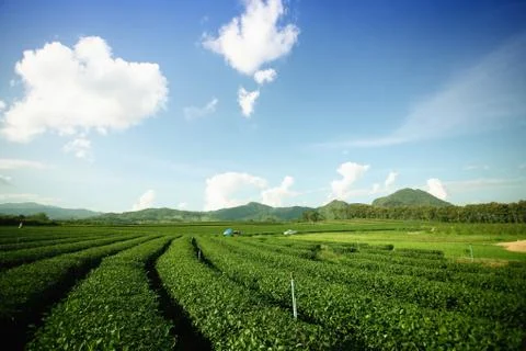 Tea mountain Stock Photos