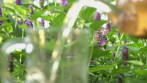 Tea in nature. Slow Motion 2x. Rack focus. Видео 153316379